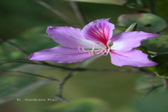 Bauhinia ramosissima